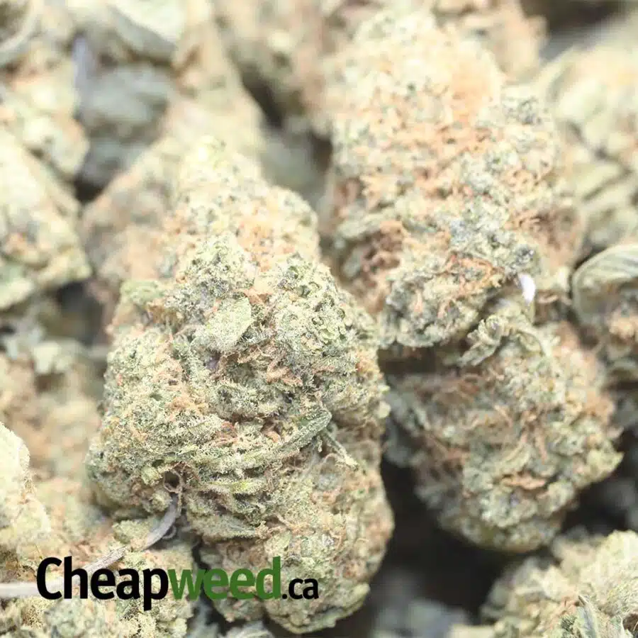 PLAT GSC DOD 1 I Platinum Girl Scout Cookies - *Deal of the Day*