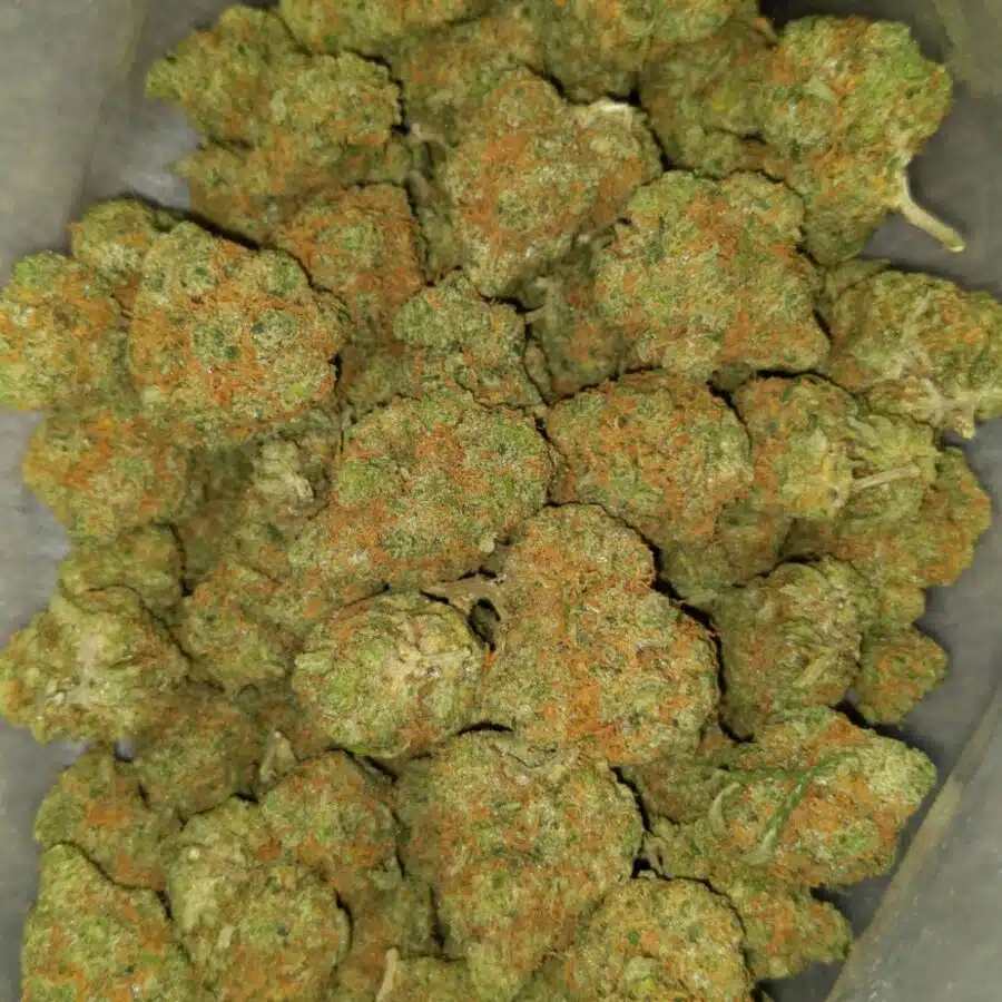 Super silver Haze2 I Super Lemonhead OG