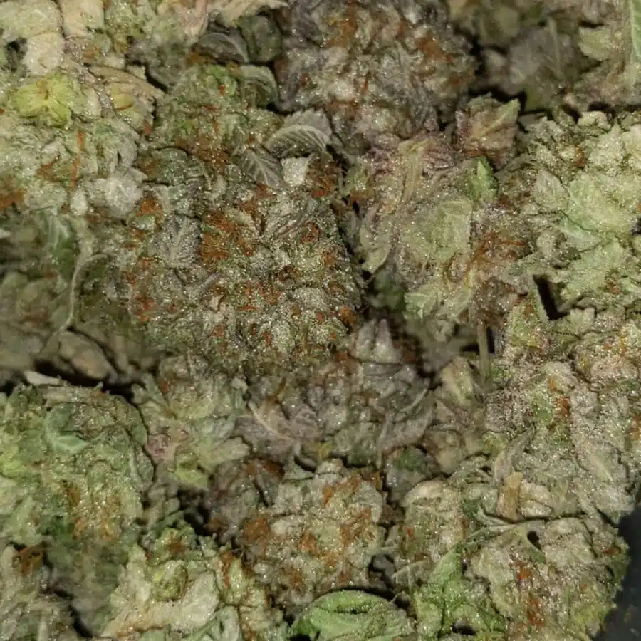 Thai haze2 I $69 Oz - Thai Haze