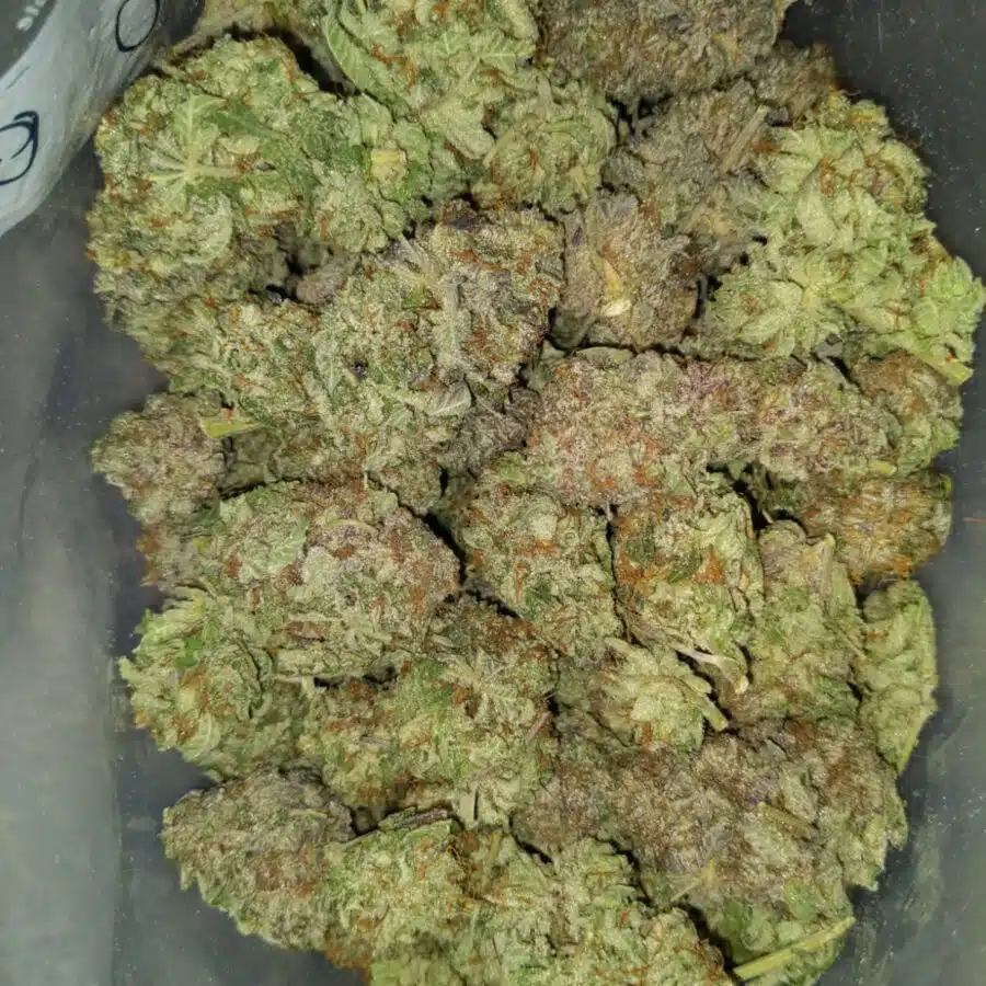 WHITE COMA 4 I White Coma