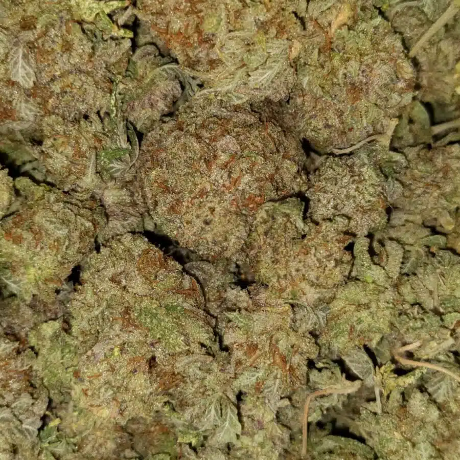 White magic dod2 I $69 Oz - White Magic