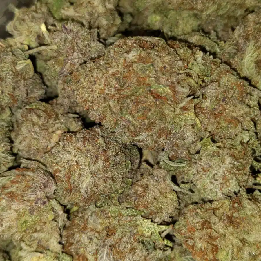 Alternative view of $69 Oz - White Magic
