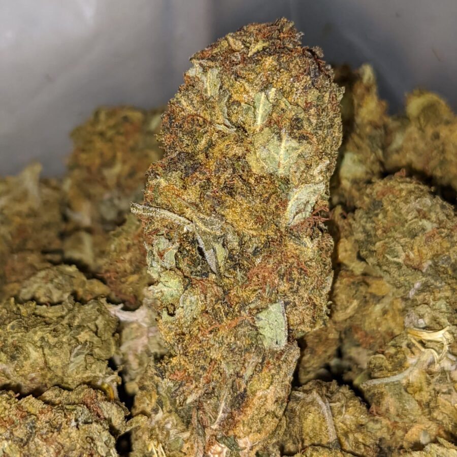 aa cheap sativa 1 I Cheap Sativa #2
