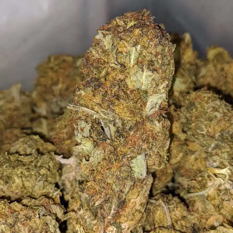 aa cheap sativa 1 I Cheap Sativa #2