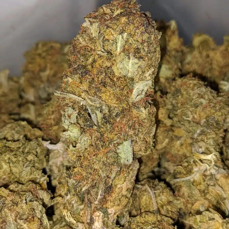 aa cheap sativa 2 I Cheap Sativa #2