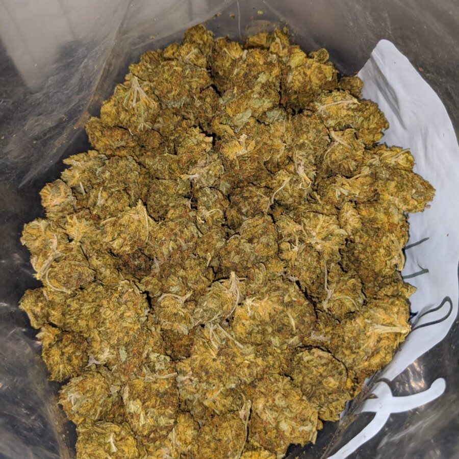 aa cheap sativa 3 I Cheap Sativa #2