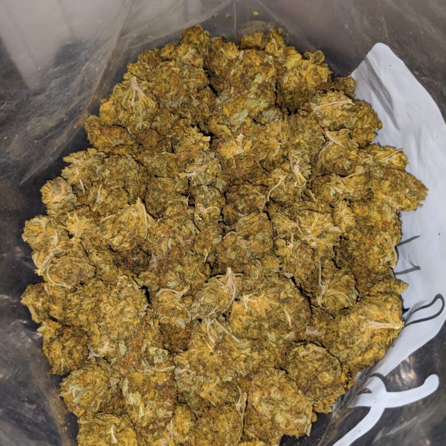 aa cheap sativa 4 I Cheap Sativa #2