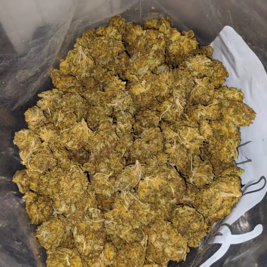 aa cheap sativa 4 I Cheap Sativa #2