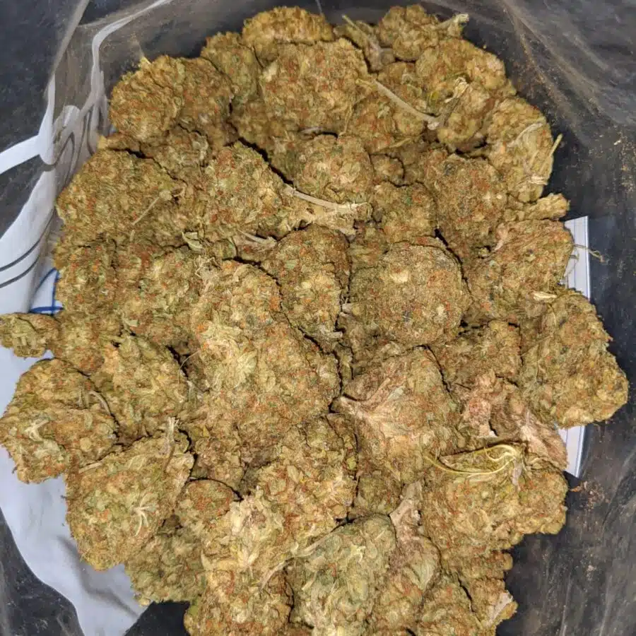 aa sour diesel 2 I AA+ Sour Diesel