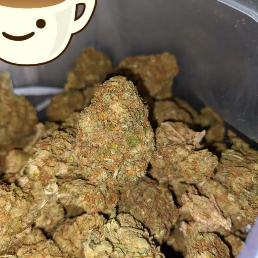 aa sour diesel 4 I AA+ Sour Diesel