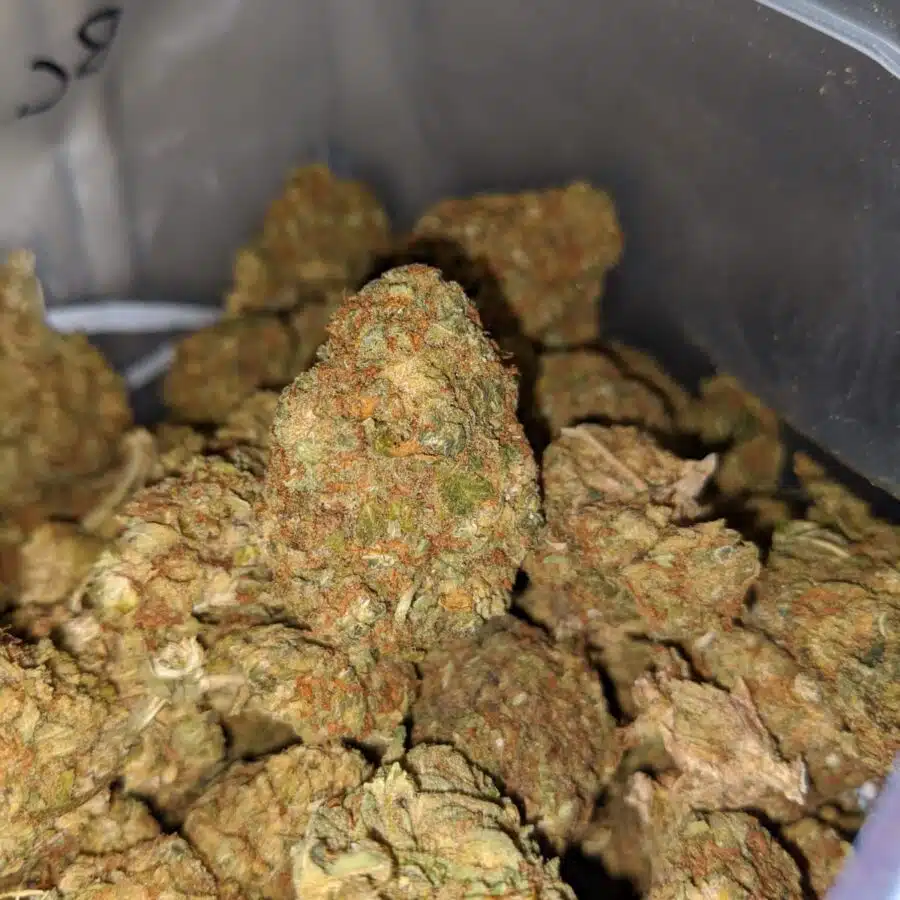 aa sour diesel 5 I AA+ Sour Diesel