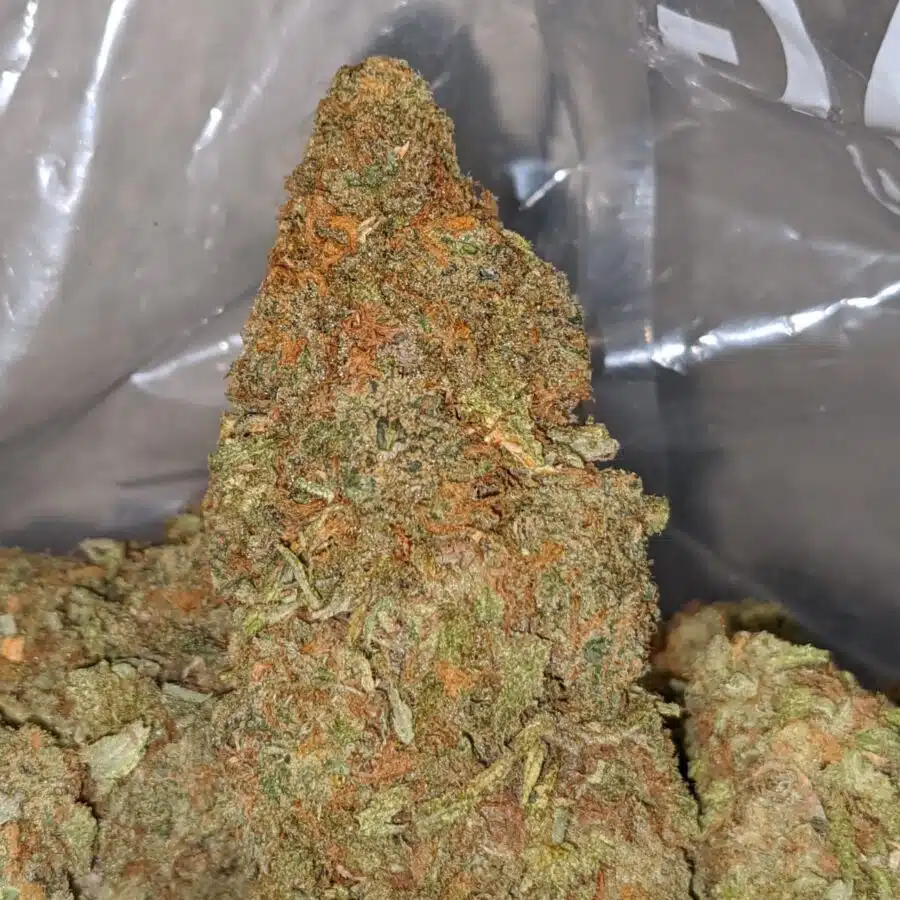 animal cookies 2 1 I Animal Cookies