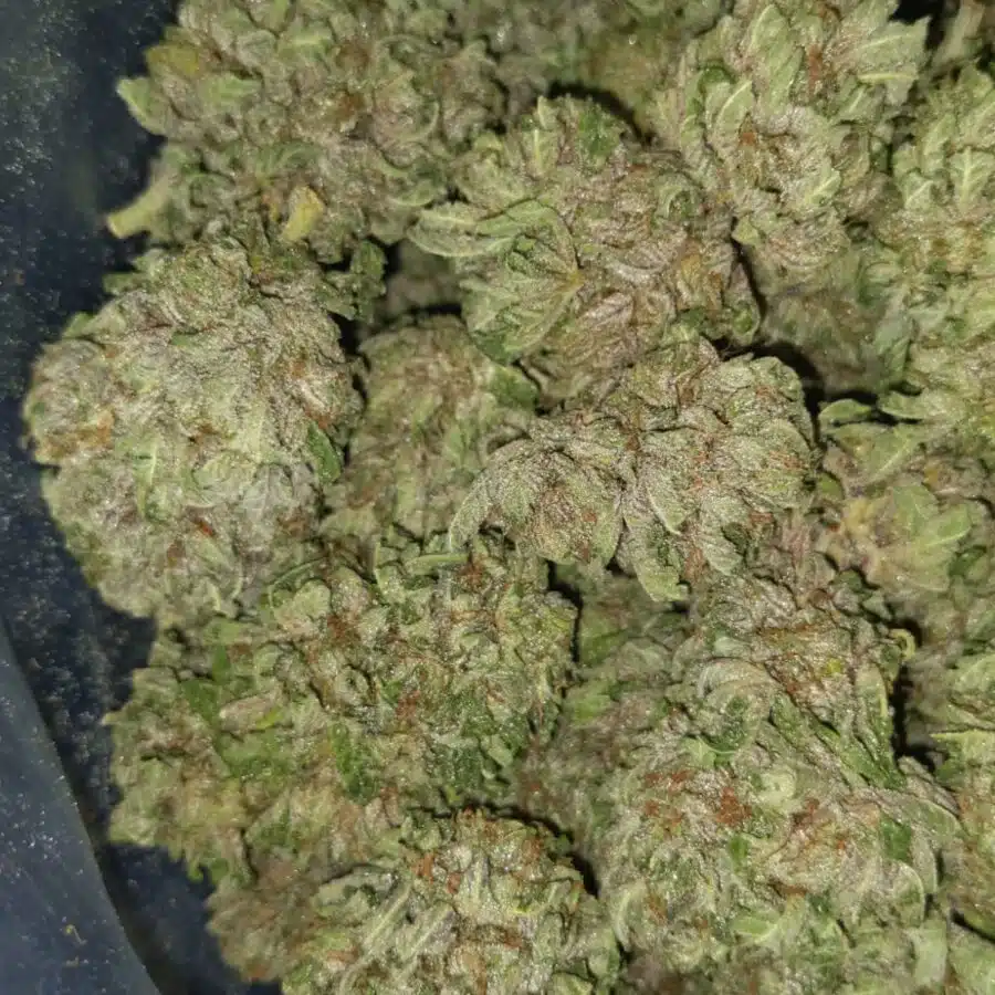 black cherry soda 2 I $79 Oz - Black Cherry Soda