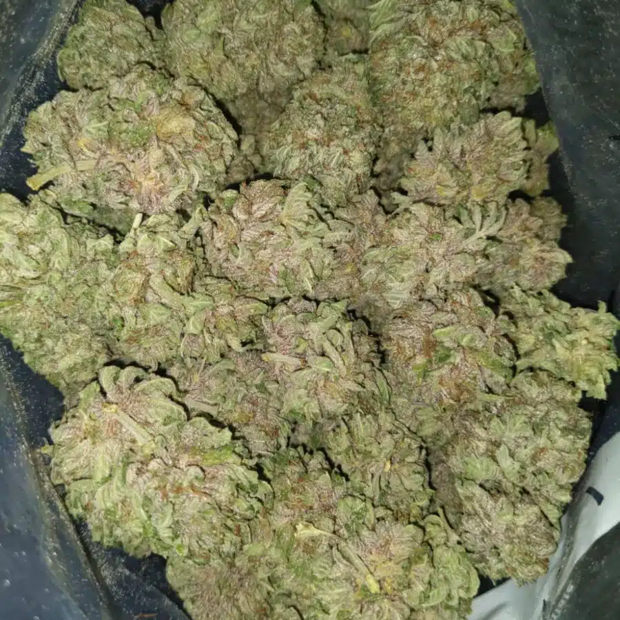black cherry soda 3 I $79 Oz - Black Cherry Soda