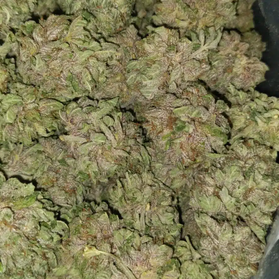 black cherry soda 4 I $79 Oz - Black Cherry Soda
