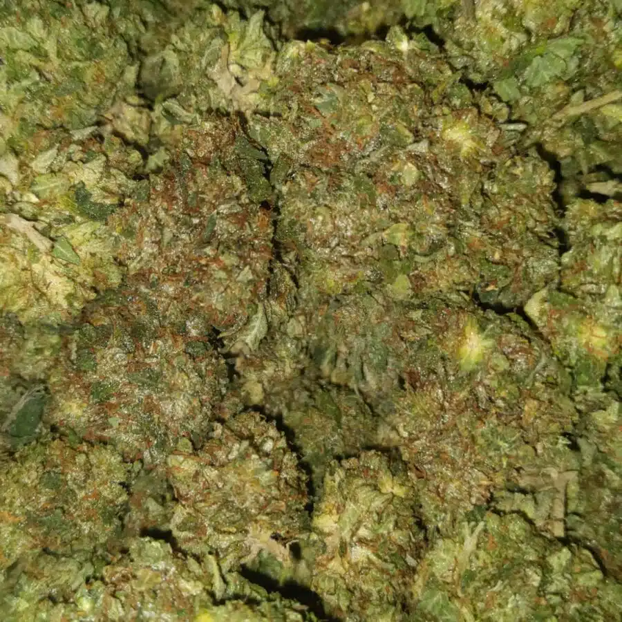 el jefe dod 1 I $69 Oz - El Jefe