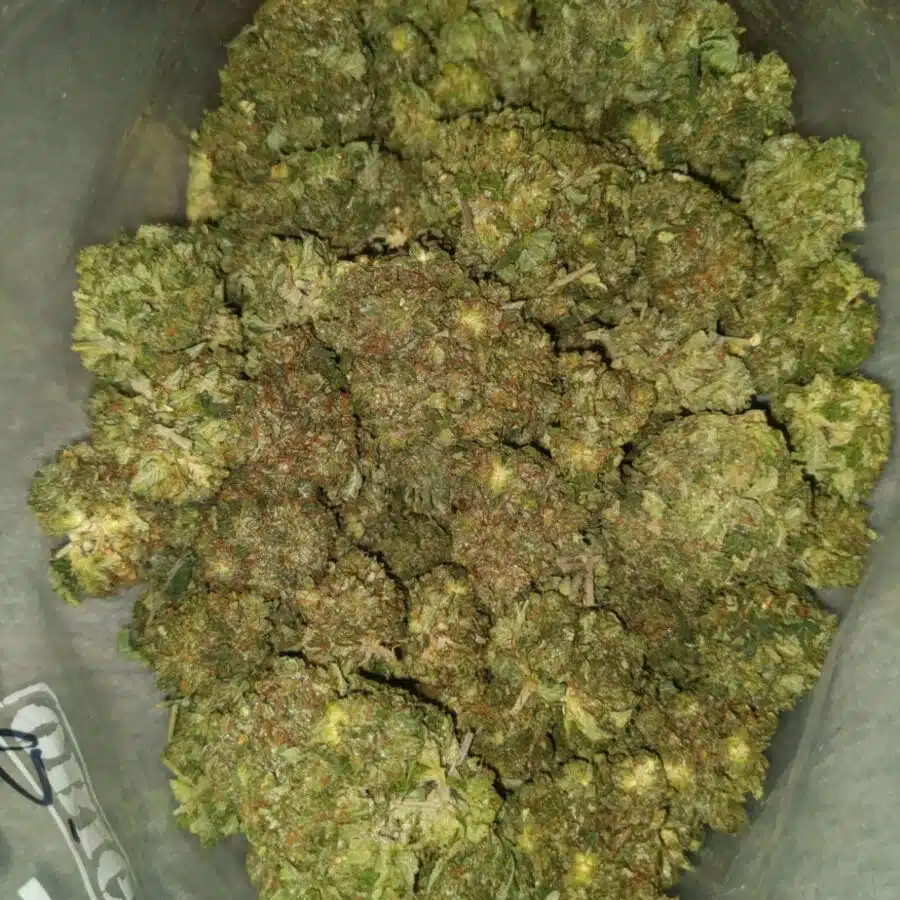 el jefe dod 2 I $69 Oz - El Jefe