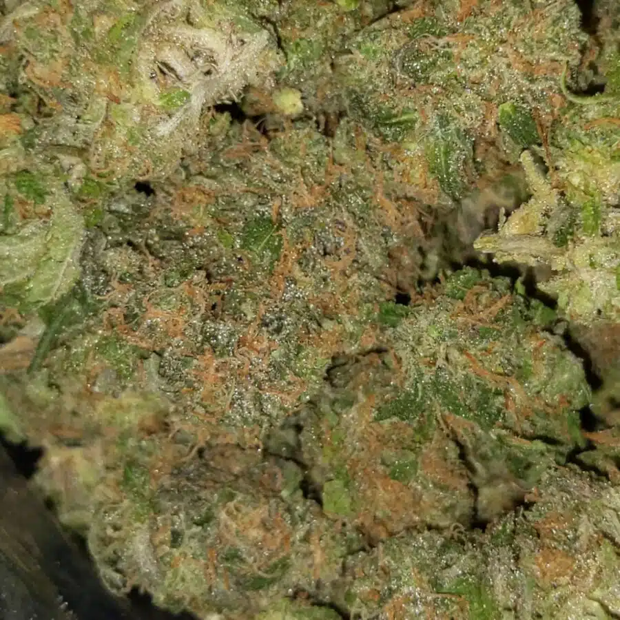 fruit punch aaa 1 I $89 Oz - Fruit Punch