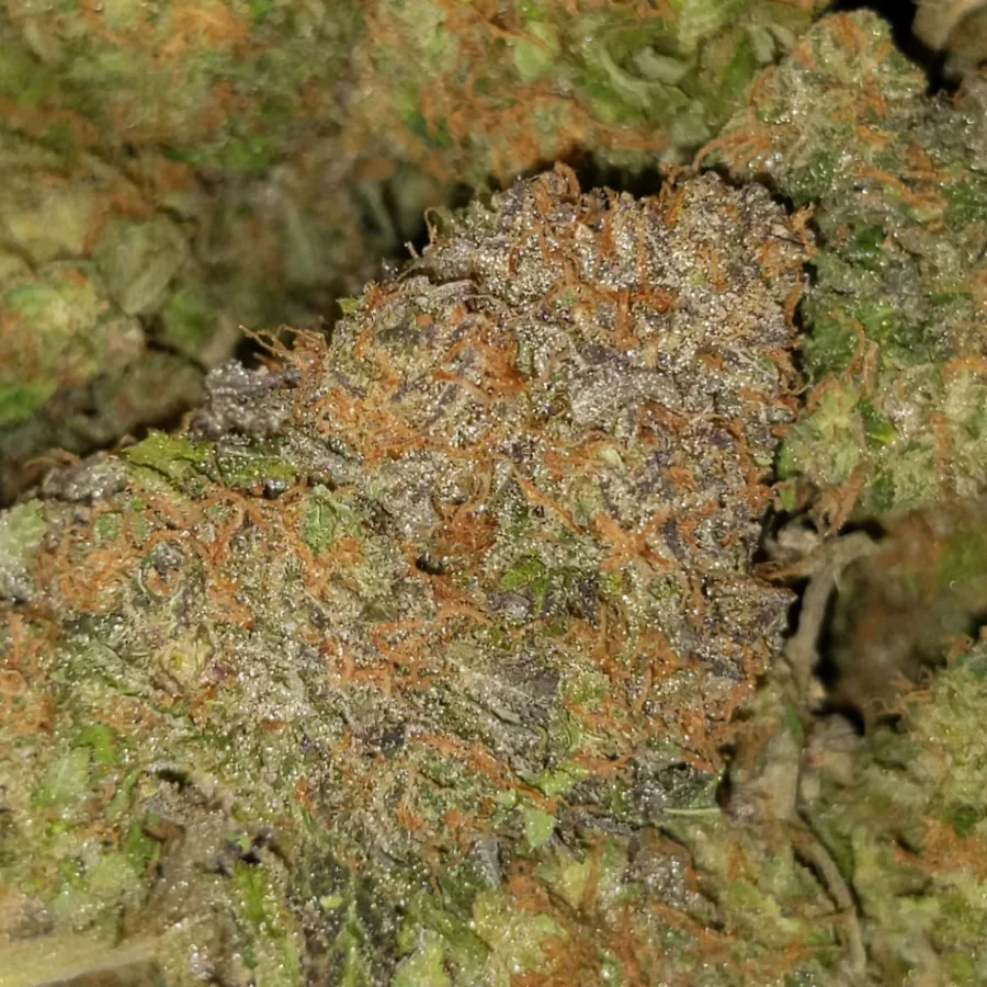 fruit punch aaa 5 I $89 Oz - Fruit Punch