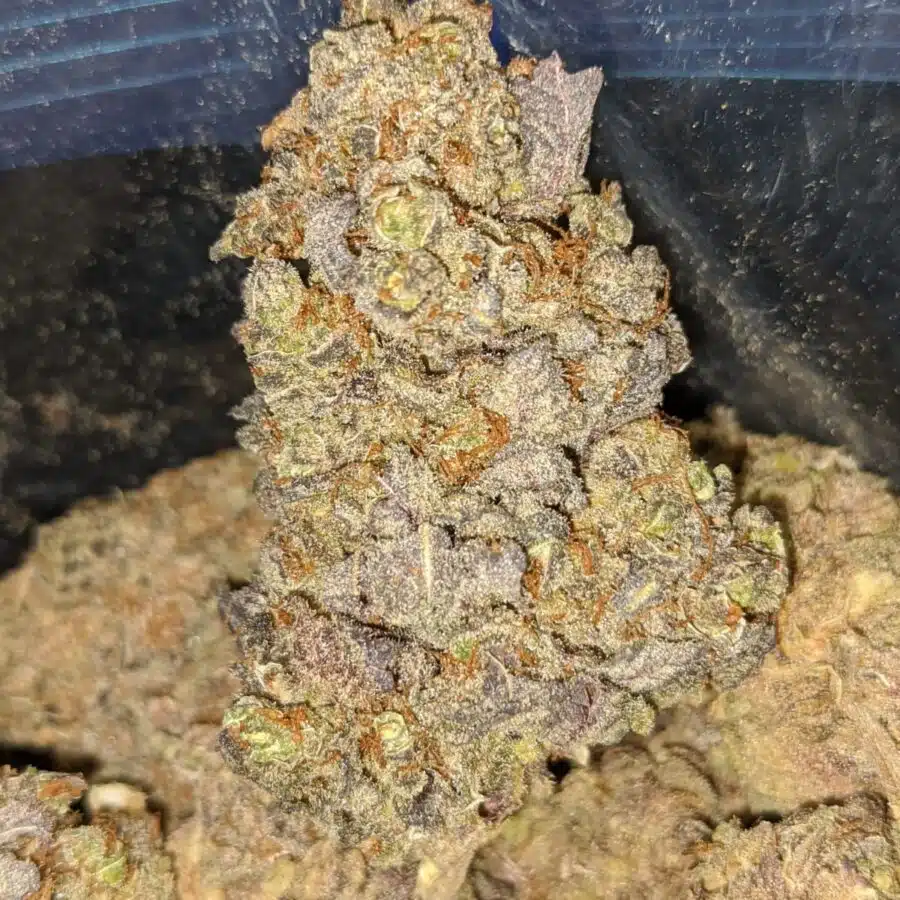 gorilla grape 1 I Gorilla Grape