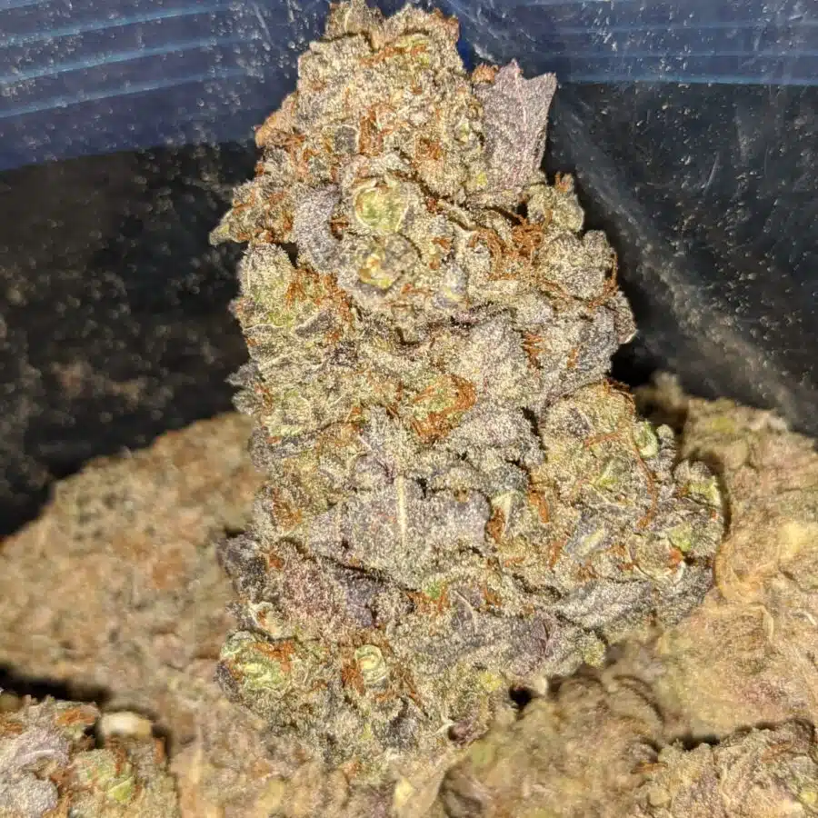 Alternative view of Gorilla Grape