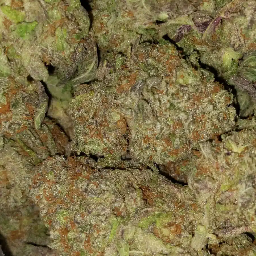 grape god 3 I Grape God AAAA