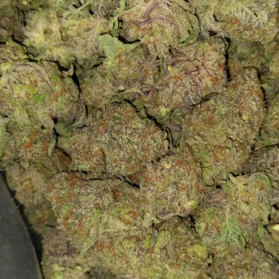 grape god 4 I Grape God AAAA