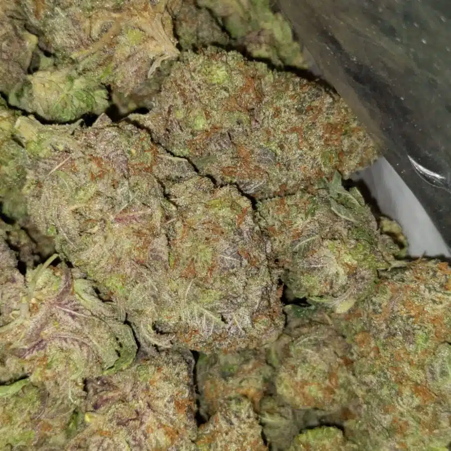 grape god 5 I Grape God AAAA