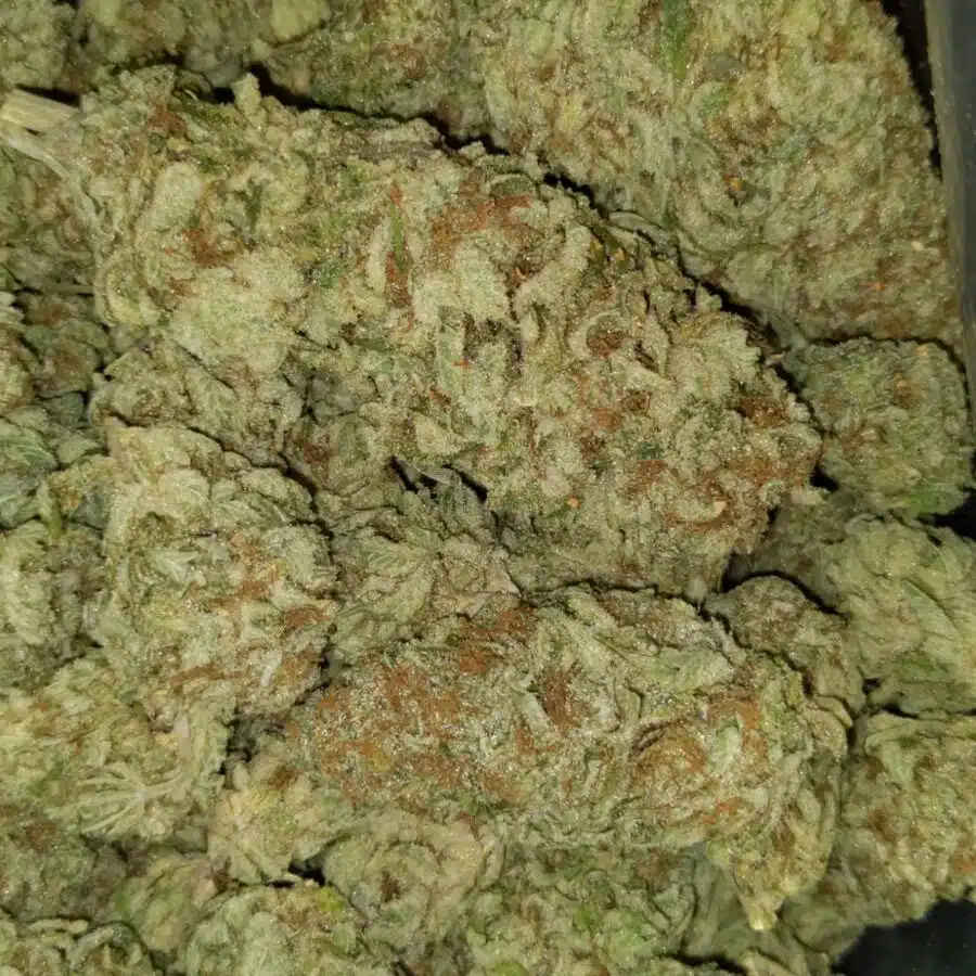 jungle mint 1 I $69 Oz - Jungle Mint