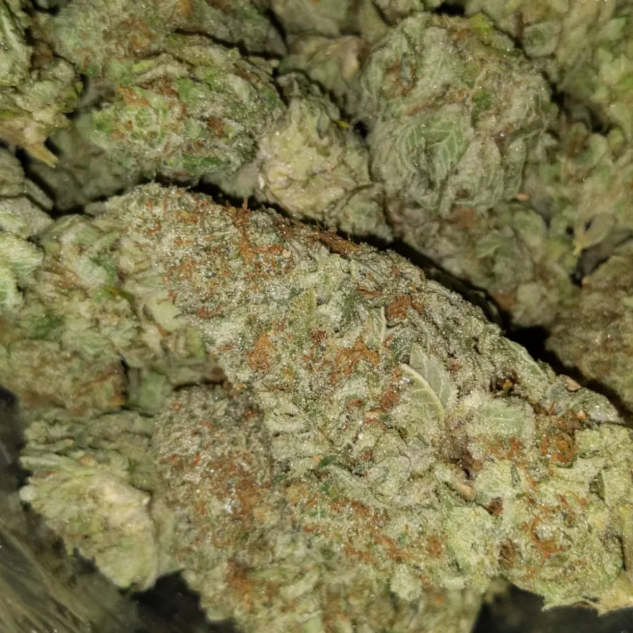 jungle mint 4 I $69 Oz - Jungle Mint