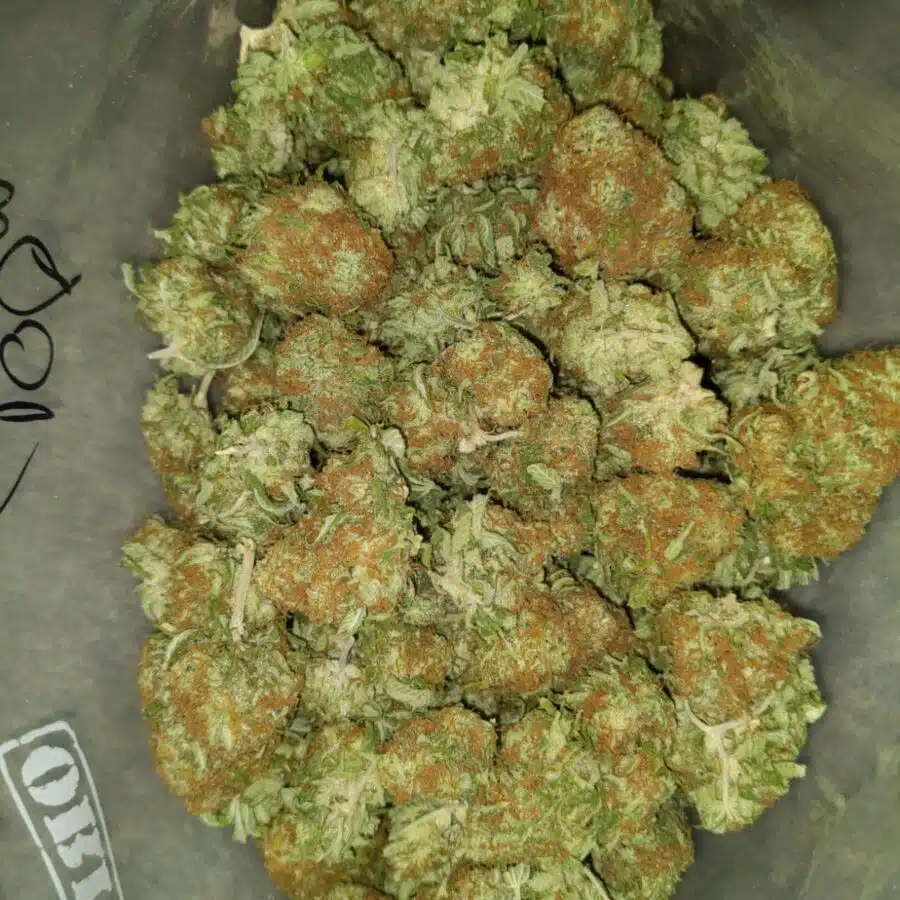 lemon kush dod 2 I $69 Oz - Lemon Kush