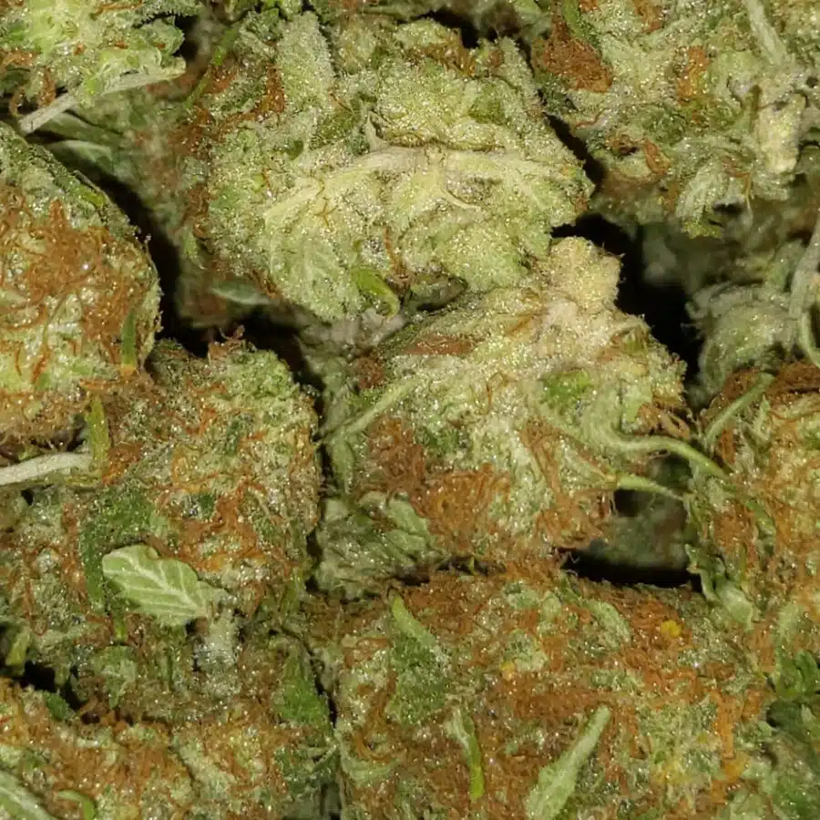Alternative view of $69 Oz - Lemon Kush