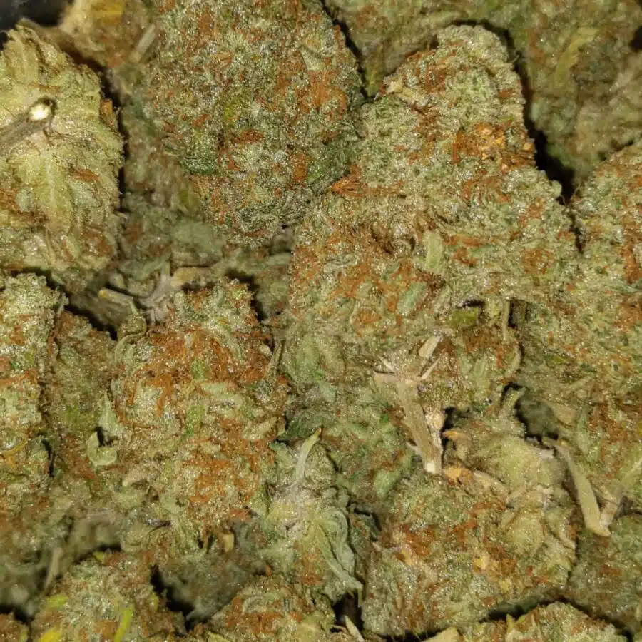 mango haze 4 I $79 Oz - Mango Haze