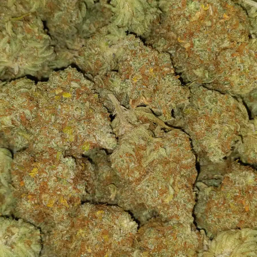 mango haze 5 I $79 Oz - Mango Haze