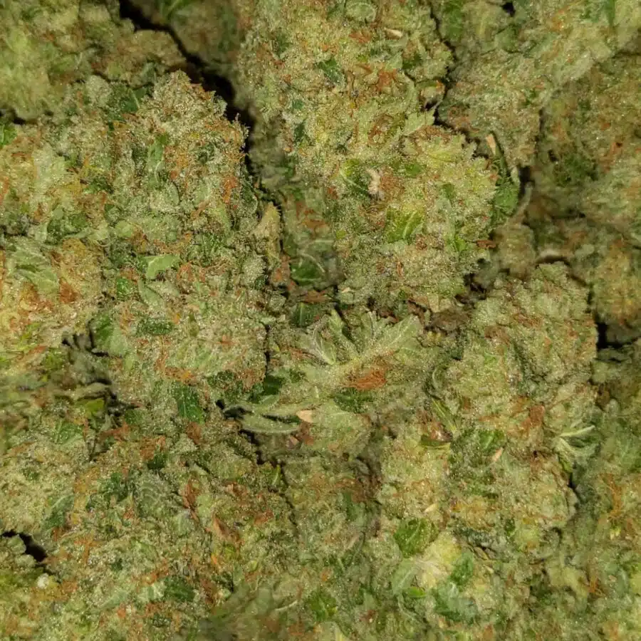 nightmare 1 I $89 Oz - Nightmare