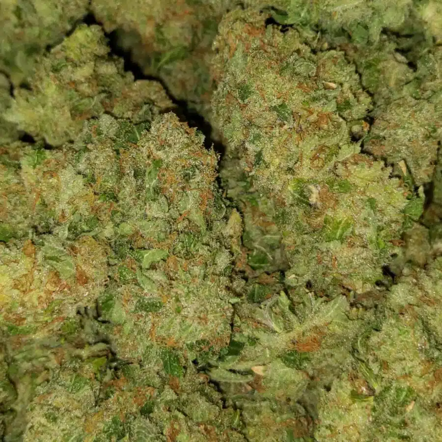 nightmare 7 I $89 Oz - Nightmare