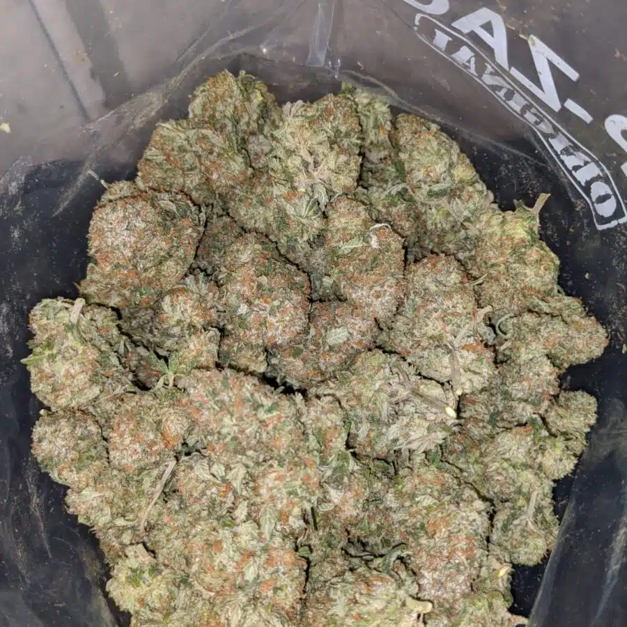 Pink Alien