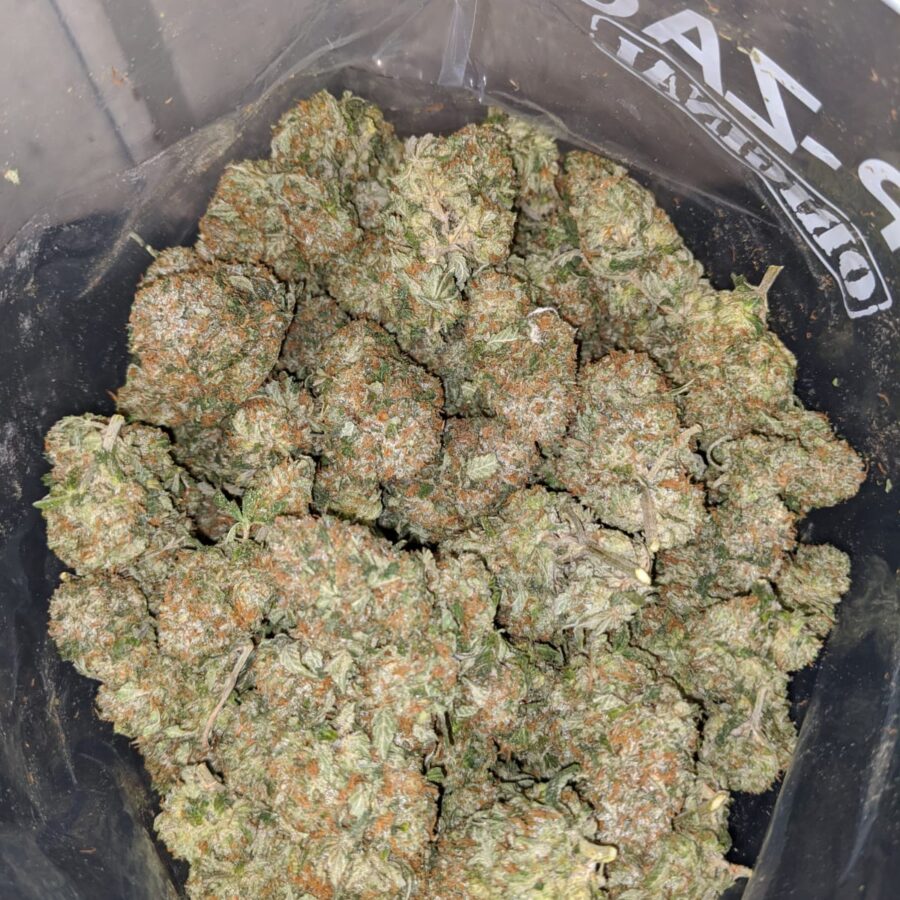 pink alien 4 I Pink Alien