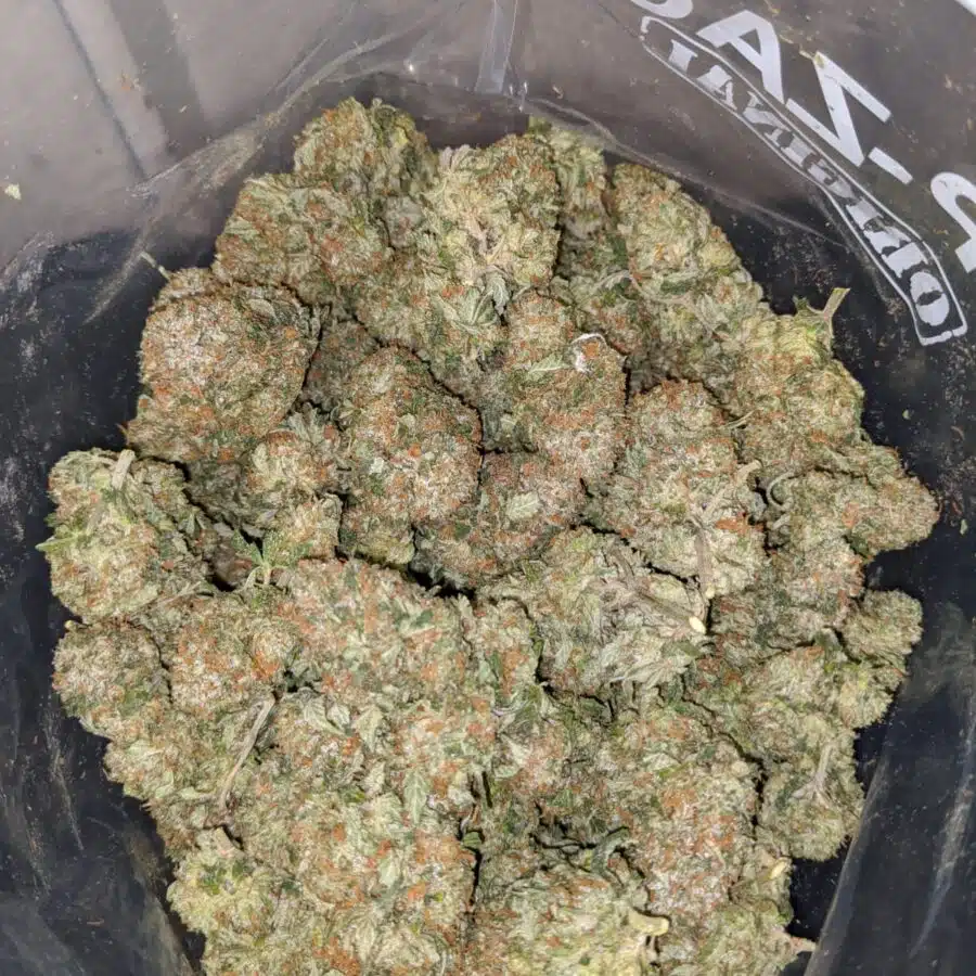 pink alien 4 I Pink Alien