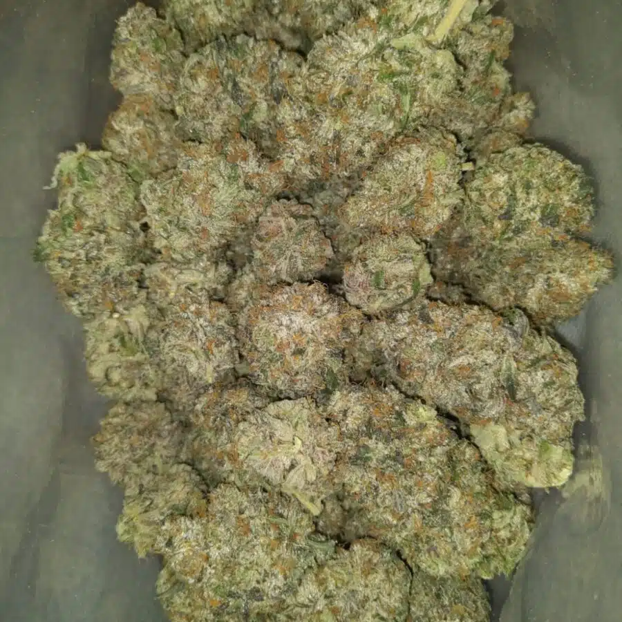 pink zombie 4 I Pink Zombie