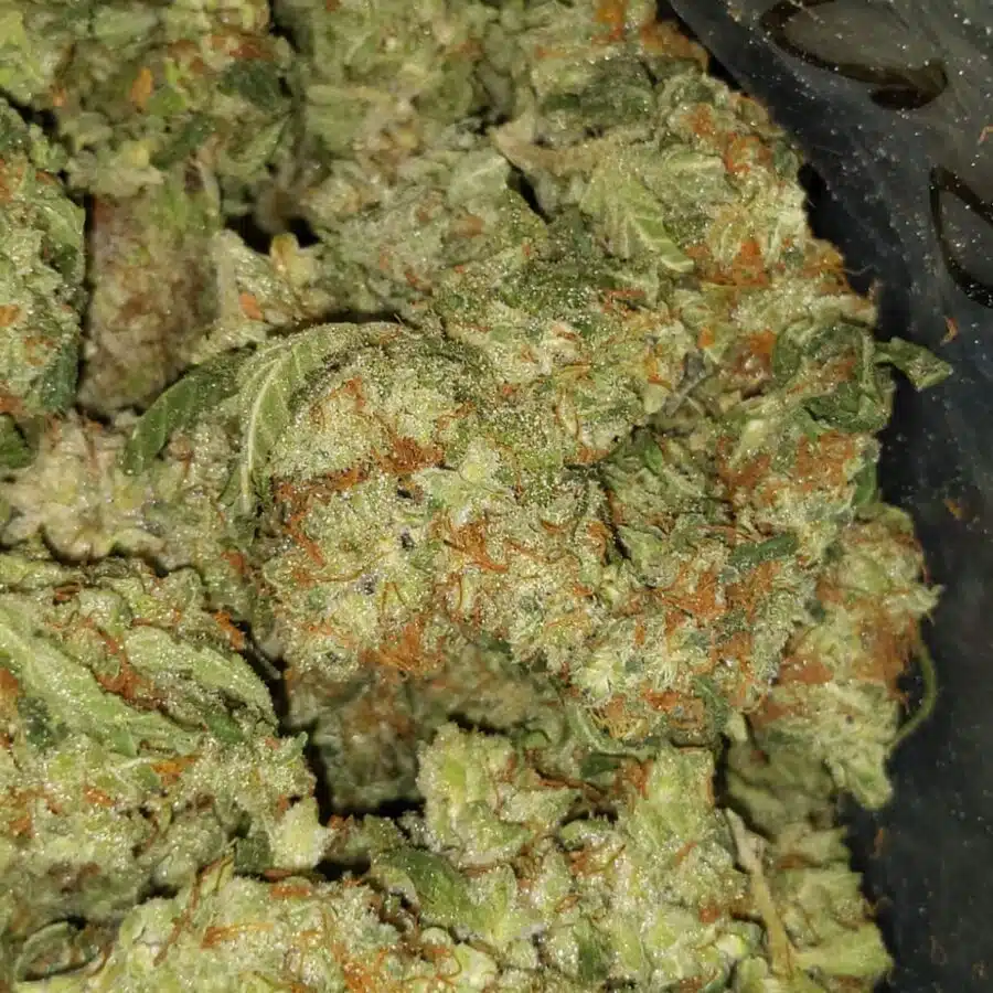red congo aa 3 I $99 Oz - Red Congo