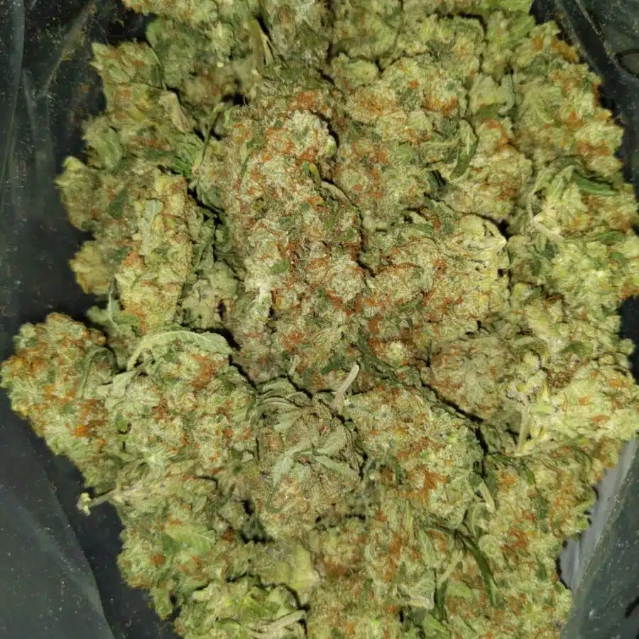 red congo aa 4 I $99 Oz - Red Congo