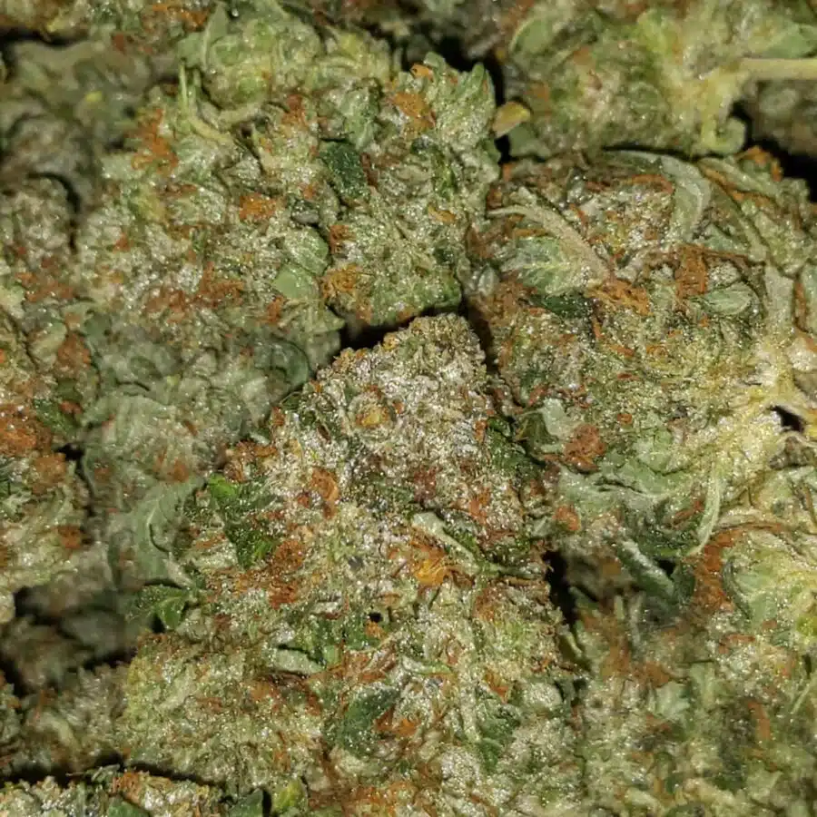 tony purple god 5 I $89 Oz - Purple God