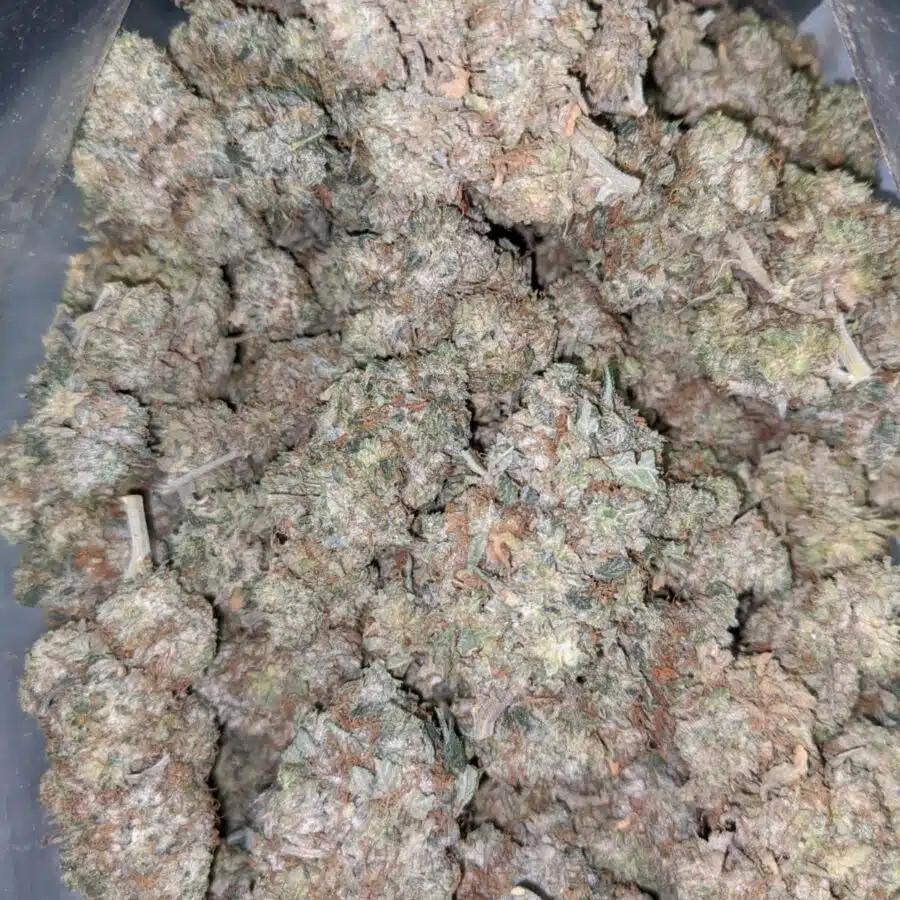 49 pink aa2 I $49 Oz - AA+ Pink