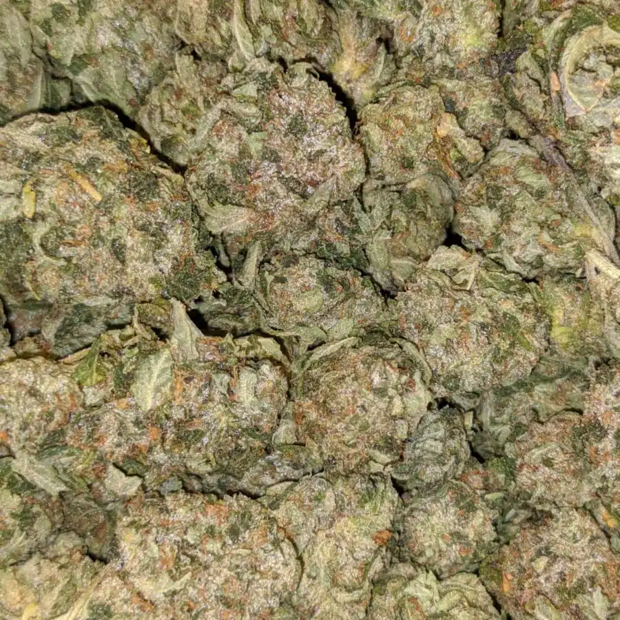 79 tuna kush 4 I $79 Oz - Tuna Kush