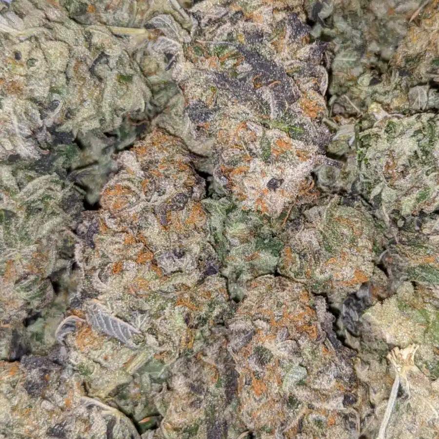GREEN CHEESE DOD 3 I $79 Oz - Green Cheese