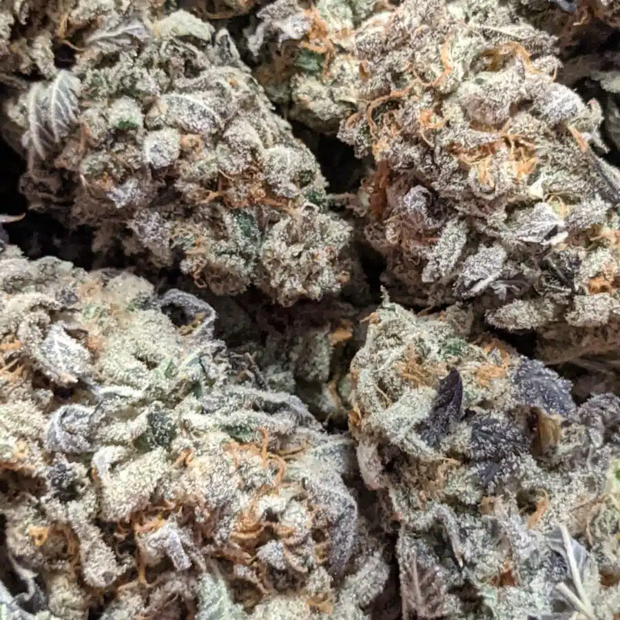 GREEN CHEESE DOD 4 I $79 Oz - Green Cheese