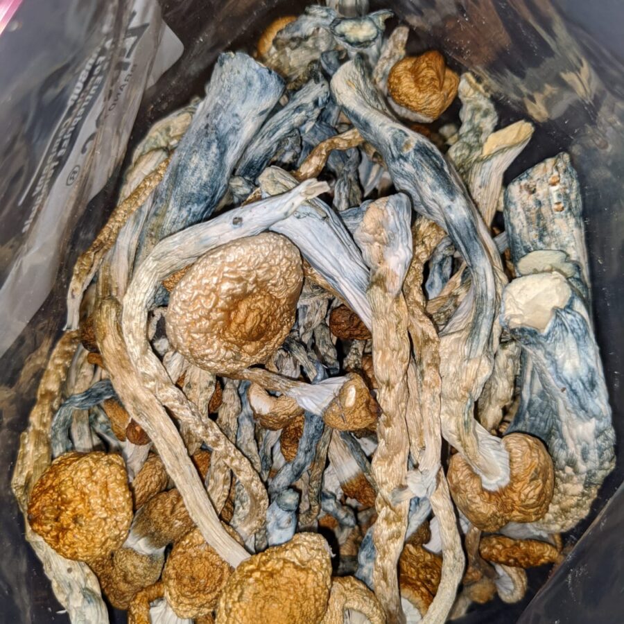 Golden teachers I Golden Teachers - AAA+