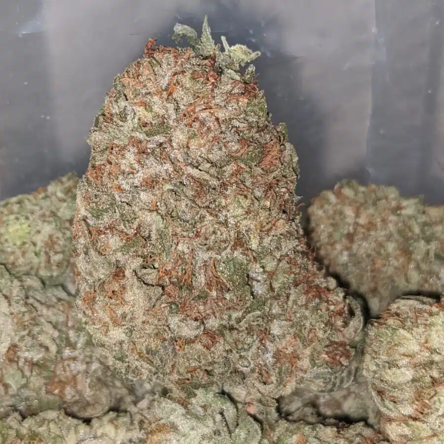 INFINITY KUSH 2 I Infinity Kush