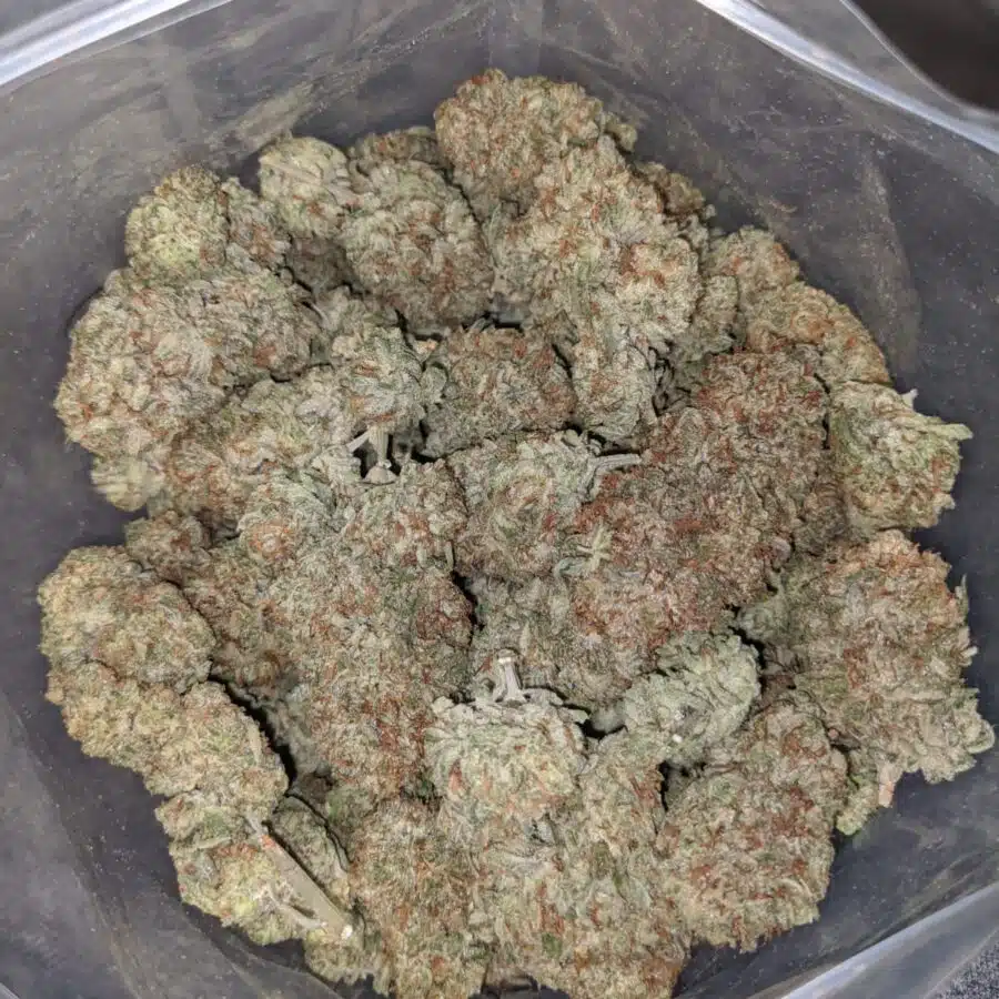 INFINITY KUSH 3 I Infinity Kush